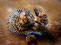   love Xmas tree worms this one has such unusual colours  